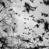 Johan Larsson - Doves in Paris