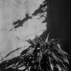 Kinga Owczennikow - [city shadow]