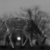 Leslie Hall Brown - Lone Fawn