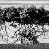 Lisa Allen - Smithsonian Tangle
