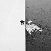 Marcin Ryczek - A Man Feeding Swans in the Snow