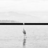 Marcin Ryczek - Hiroshima - Phoenix Rising from the Ashes