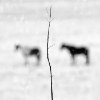 Nicholas Bell - Winter Horses 