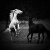 Nicholas Bell - Black and White Horses