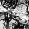 Samantha Sealy - untitled