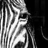 Sara Clitherow-Porter - Zebra