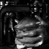 Sara Clitherow-Porter - Chimpanzee