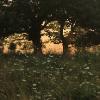 Aaron Shaver - Spring Field 