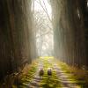 Alexandre Rotenberg - Two staring sheep on a path