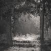 Amy Kanka Valadarsky - Among the trees #1