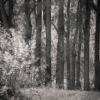 Amy Kanka Valadarsky - Living columns