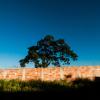Guilherme Bergamini - Shadows