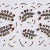 Mark Connelly - Caterpillars
