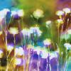 Natasha Bacca - Carnation Garden