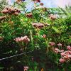 Nicola Jayne Maskrey  -  flower meets fence 2 Crantock