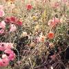 Val Patterson -  Flowers Competing for the Sun