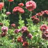 Val Patterson -   Raspberry Buttercups