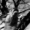 Camus Wyatt  -  Deer