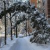 hanzi deschermeier - Chicago Winter