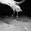 Jacek Kusz - Sandpiper