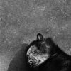 Jacek Kusz - Spectacled bear