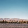 Max Cozzi - Solar Panels and Palms, Death Valley National Park, CA 