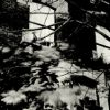 Nicola Jayne Maskrey - Chasing Shadows - house