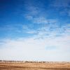 Yvette Meltzer  - Houses Planted in a Field