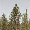 Teresa LoJacono - Yosemite