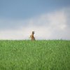 Alice Smith - Solo Hare