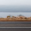 Fiona Filipidis - Loch Tay