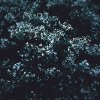 Irina Zakharova - Flowers in the Dark