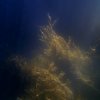 Jessica Campbell - Cosmic Seaweed Two