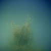 Jessica Campbell - Apparition