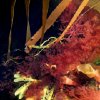 Jessica Campbell - Tidepool One