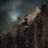 Shawn Saumell -  like crawling things