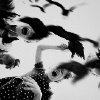 Kate Callahan - The Birds