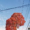 Amanda Fichter - Fall Tree 3