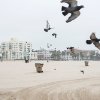 Amy Kanka Valadarsky - Seagulls on the beach (Santa Monica)