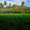 Anna Kaminska - Rice fields. Siquijor, 2015