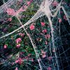 Laura Noel - Camelia Blooms and Store Bought Spider Webs