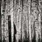 Ted Anderson - The Birches