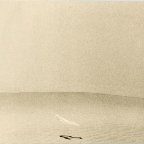 Andrei Farcasanu -The quiet sense of nature #4