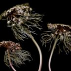 Anne Hoerter -Wild carrot