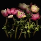 Anne Hoerter -Anemone