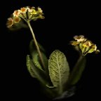 Anne Hoerter -Primula