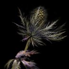 Anne Hoerter -Thistle