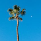 Brian Chan -Palm Tree and Moon