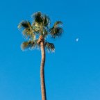 Brian Chan -Palm Tree and Moon