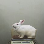 Iris Sijbom -Konijn (Rabbit)